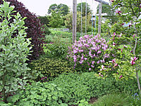 Klicken Sie auf die Vorschau, um das Vollbild zu sehen Taxus%20baccata%20Repandens.jpg