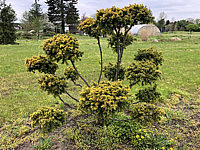 Klicken Sie auf die Vorschau, um das Vollbild zu sehen Taxus%20baccata%20Summergold%20-%20Bonsai.HEIC