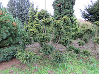 Klicken Sie auf die Vorschau, um das Vollbild zu sehen Taxus%20baccata%20Washingtonii%20-%20Bonsai.JPG