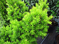 Klicken Sie auf die Vorschau, um das Vollbild zu sehen Taxus%20media%20Hillii%20-%20im%20Austrieb.JPG