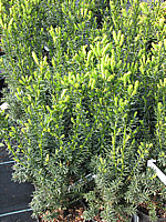 Klicken Sie auf die Vorschau, um das Vollbild zu sehen Taxus%20media%20Hillii%20-%20klein,%20im%20Austrieb.JPG