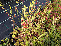 Klicken Sie auf die Vorschau, um das Vollbild zu sehen Tellima%20grandiflora%20Purpurea.JPG