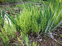 Klicken Sie auf die Vorschau, um das Vollbild zu sehen Thelypteris%20palustris%20-%20Sumpffarn.JPG