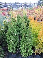 Klicken Sie auf die Vorschau, um das Vollbild zu sehen Thuja%20occidentalis%20DeGroots%20Spire%20100cm.JPG