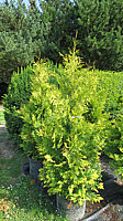 Klicken Sie auf die Vorschau, um das Vollbild zu sehen Thuja%20occidentalis%20Europe%20Gold%2003%20-2m.JPG