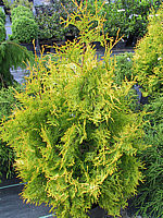 Klicken Sie auf die Vorschau, um das Vollbild zu sehen Thuja%20occidentalis%20Europe%20Gold%2006.JPG