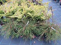Klicken Sie auf die Vorschau, um das Vollbild zu sehen Thuja%20occidentalis%20Filiformis%20vorn%20und%20Chamaecyparis%20obtusa%20Lucas.JPG