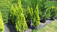 Klicken Sie auf die Vorschau, um das Vollbild zu sehen Thuja%20occidentalis%20Golden%20Smaragd%201,5m%2000.JPG