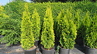 Klicken Sie auf die Vorschau, um das Vollbild zu sehen Thuja%20occidentalis%20Golden%20Smaragd%20links,%20rechts%20Goldy.JPG
