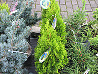 Klicken Sie auf die Vorschau, um das Vollbild zu sehen Thuja%20occidentalis%20Golden%20Smaragd.JPG