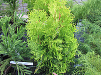 Klicken Sie auf die Vorschau, um das Vollbild zu sehen Thuja%20occidentalis%20Jantar.JPG