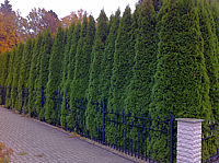 Klicken Sie auf die Vorschau, um das Vollbild zu sehen Thuja%20occidentalis%20Smaragd%2001%20Hecke%204m-1.JPG