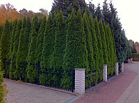 Klicken Sie auf die Vorschau, um das Vollbild zu sehen Thuja%20occidentalis%20Smaragd%2002%20Hecke%204m-2.JPG