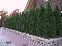 Klicken Sie auf die Vorschau, um das Vollbild zu sehen Thuja%20occidentalis%20Smaragd%2003%20Hecke.JPG