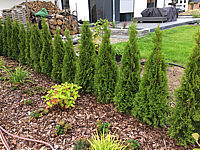 Klicken Sie auf die Vorschau, um das Vollbild zu sehen Thuja%20occidentalis%20Smaragd%2004%20150cm.JPG