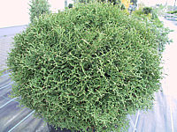 Klicken Sie auf die Vorschau, um das Vollbild zu sehen Thuja%20occidentalis%20Tiny%20Tim.JPG