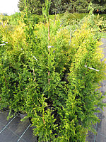 Klicken Sie auf die Vorschau, um das Vollbild zu sehen Thuja%20plicata%20Can-Can%2001.JPG