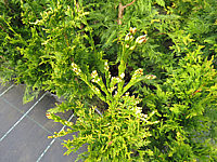 Klicken Sie auf die Vorschau, um das Vollbild zu sehen Thuja%20plicata%20Can-Can%2002.JPG