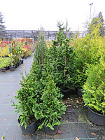 Klicken Sie auf die Vorschau, um das Vollbild zu sehen Thuja%20plicata%20Can-Can%2003.JPG
