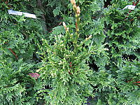 Klicken Sie auf die Vorschau, um das Vollbild zu sehen Thuja%20plicata%20Can-Can%2004.JPG