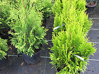 Thuja%20plicata%20Goldy%20(right).JPG