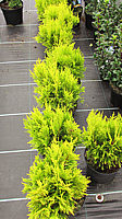 Klicken Sie auf die Vorschau, um das Vollbild zu sehen Thuja%20plicata%20Goldy%20-%20small.jpg