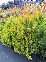 Klicken Sie auf die Vorschau, um das Vollbild zu sehen Thuja%20plicata%20Goldy%2001.JPG