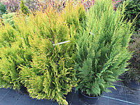 Klicken Sie auf die Vorschau, um das Vollbild zu sehen Thuja%20plicata%20Goldy%20links%20-%20rechts%20Chamaecyparis%20lawsoniana%20Aurea%20Romana.JPG