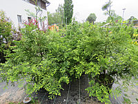 Klicken Sie auf die Vorschau, um das Vollbild zu sehen Thujopsis%20dolabrata%2001.JPG