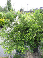 Klicken Sie auf die Vorschau, um das Vollbild zu sehen Thujopsis%20dolabrata%2002.JPG