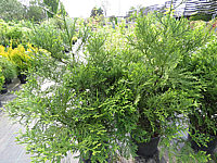 Klicken Sie auf die Vorschau, um das Vollbild zu sehen Thujopsis%20dolabrata%2003.JPG