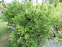 Klicken Sie auf die Vorschau, um das Vollbild zu sehen Thujopsis%20dolabrata%2004.JPG