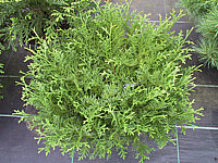 Klicken Sie auf die Vorschau, um das Vollbild zu sehen Thujopsis%20dolabrata%20Minima%2001.JPG