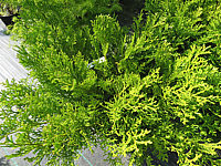 Thujopsis%20dolabrata%20Minima%2002.JPG