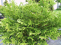 Thujopsis%20dolabrata%20Minima%2003.JPG