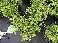 Thujopsis%20dolabrata%20Minima%2004%20als%20Co%20Fertigware%20klein.jpg