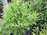 Thujopsis%20dolobrata%2006.JPG