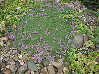 Thymus%20pseudolanoginosus%2001.JPG