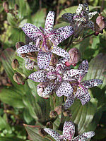 Tricirtis%20hirta%2001.jpg