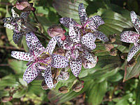 Tricirtis%20hirta%2002.jpg