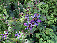 Tricyrtis%20formosana%20Musamunai%2002.jpg