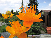 Trollius%20chinensis%20Golden%20Queen%2001.JPG