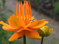 Trollius%20chinensis%20Golden%20Queen%2002%20unscharf.JPG