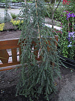 Tsuga%20canadensis%20Pendula.jpg