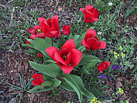 Tulipa%20Showwinner%2001.JPG