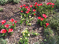 Tulipa%20Showwinner%2002.JPG
