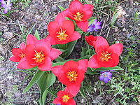 Tulipa%20Showwinner%2003.JPG