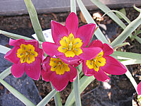 Tulipa%20humilis%20pulchella%2001.JPG