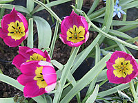 Tulipa%20humilis%20pulchella%2002.JPG