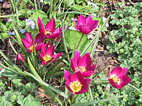 Tulipa%20humilis%20pulchella%2003.JPG